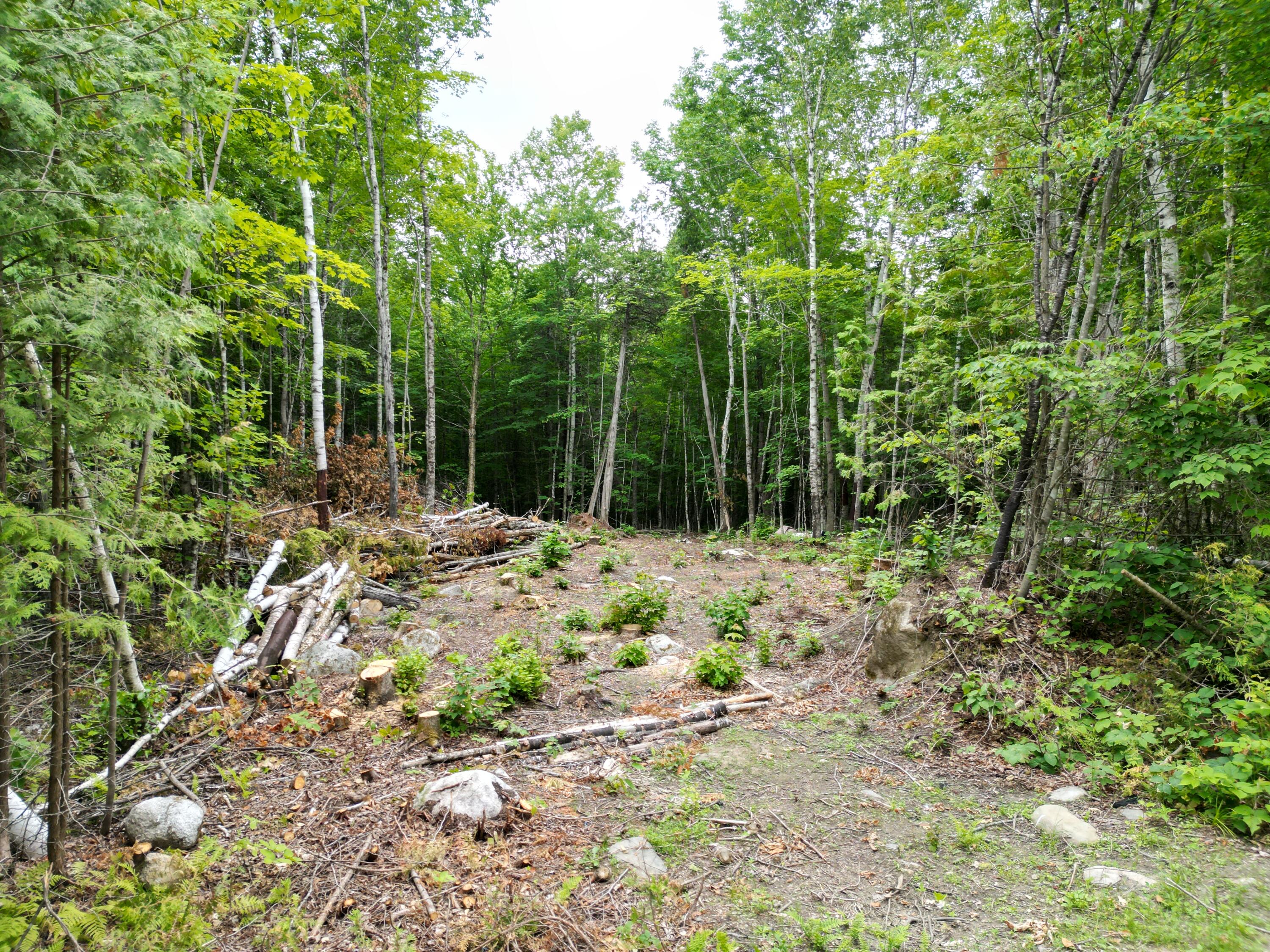 135 Clearcut Lodge Road Springfield, ME 04487 - Photo 16 of 23 DJI_0902