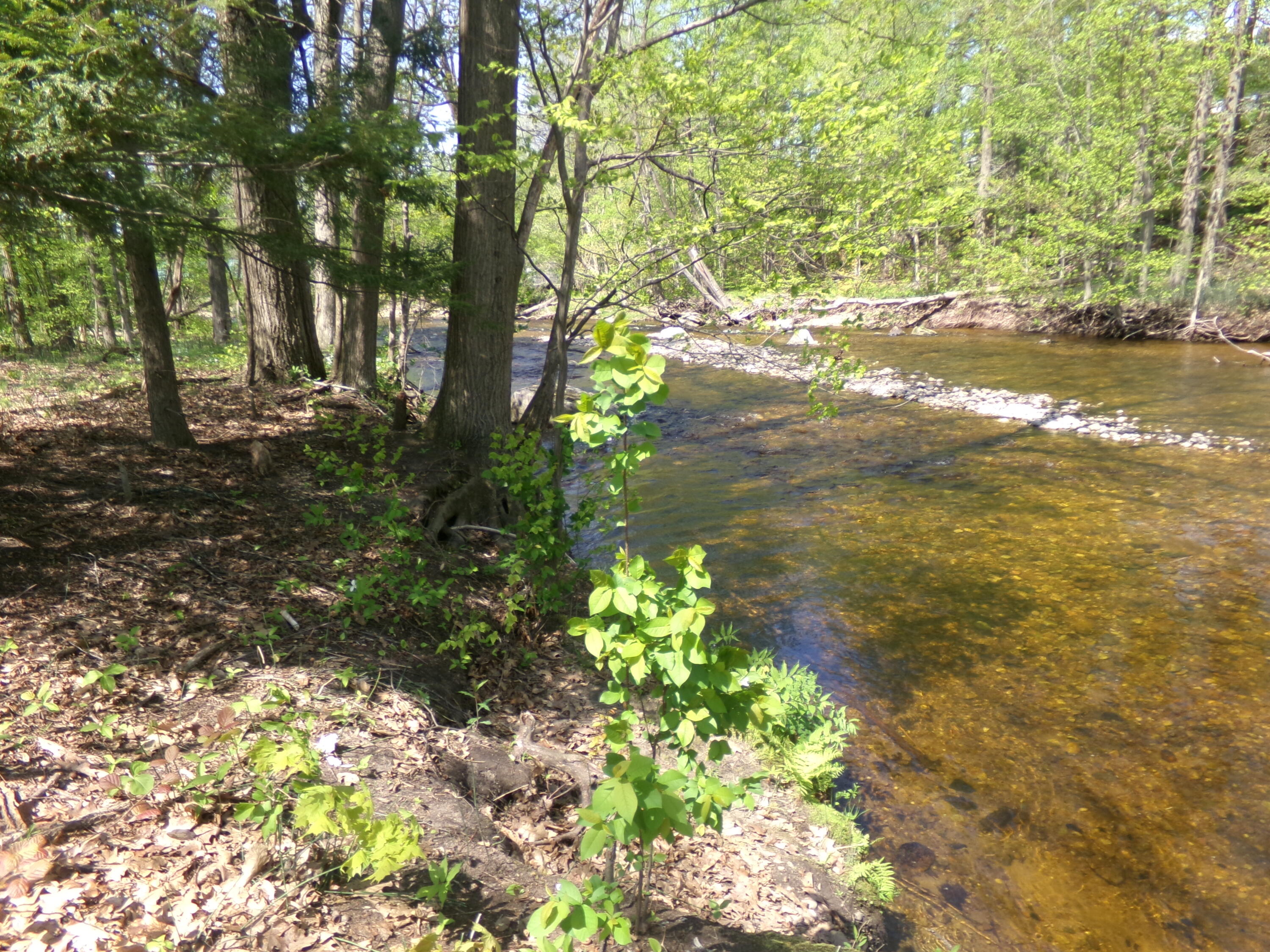55 Riverside Drive Constable, NY 12926 - Photo 7 of 18 100_0477