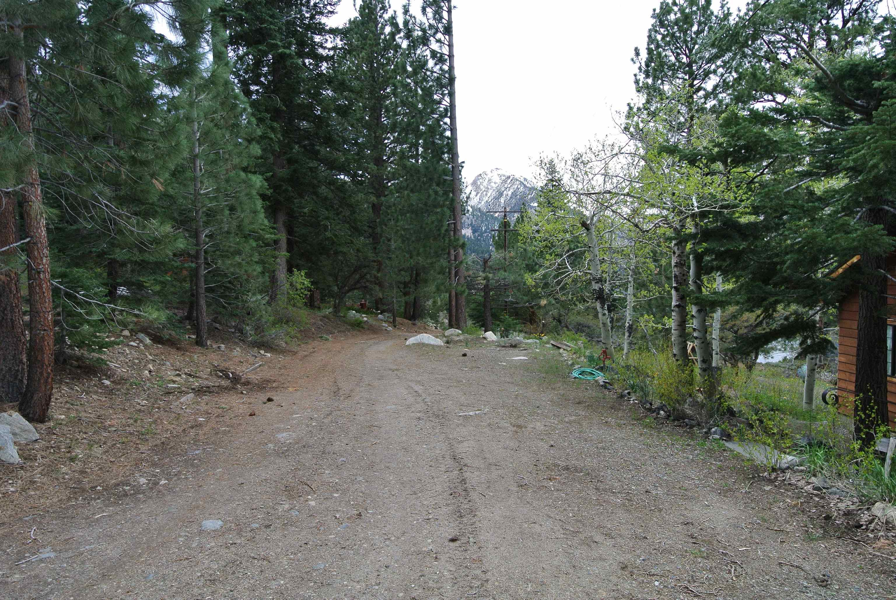 199 Hunewill Drive Bridgeport, CA 93517 - Photo 36 of 40 Gravel driveway surrounded by mature pine trees and natural landscaping