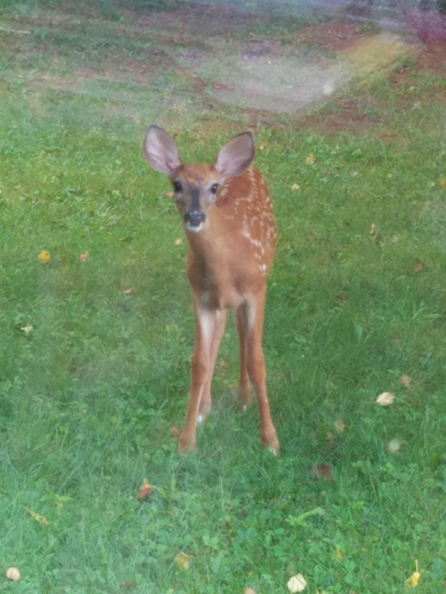 174 Mingo Loop Road Rangeley, ME 04970 - Photo 36 of 50 Wildlife