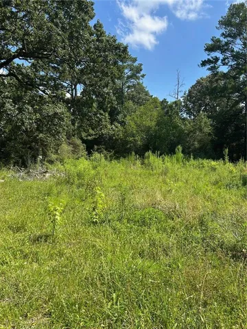 a view of a big yard with plants and large trees