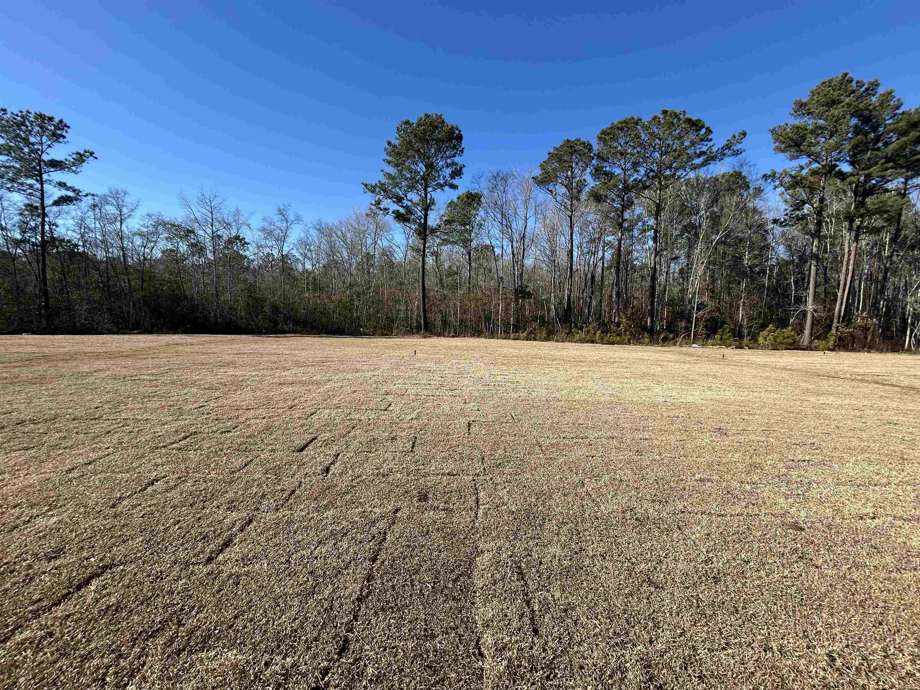 450 Castillo Drive Longs, SC 29568 - Photo 22 of 22 View of green lawn