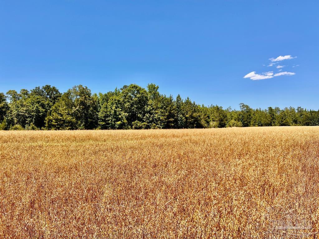 Lot 56 Mineral Springs Road Jay, FL 32565 - Photo 11 of 15 a view of outdoor space and trees
