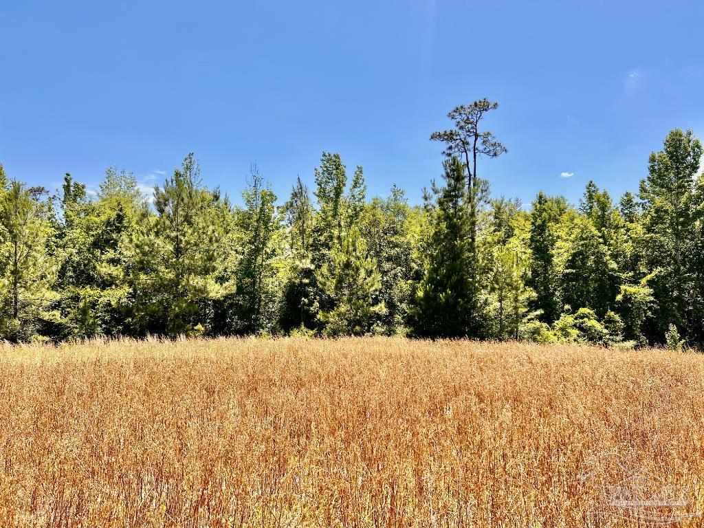 Lot 56 Mineral Springs Road Jay, FL 32565 - Photo 14 of 15 a view of a yard covered with snow
