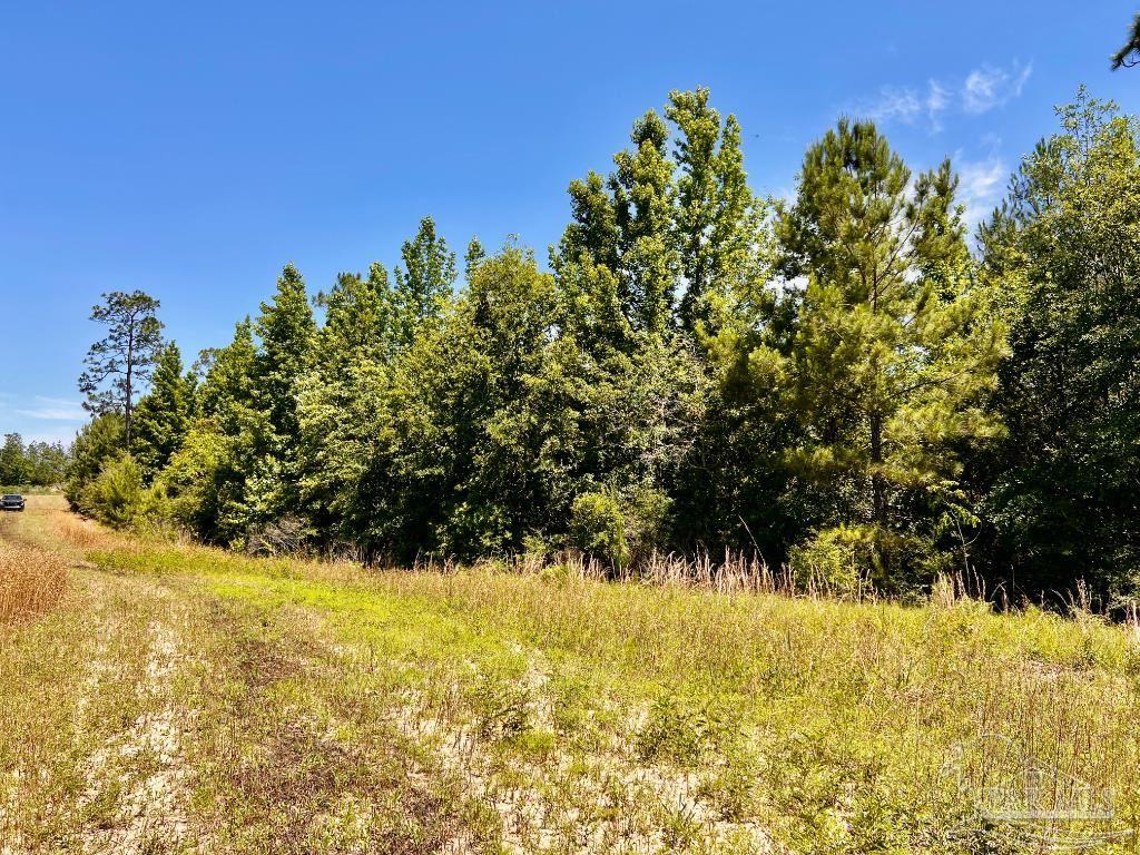 Lot 56 Mineral Springs Road Jay, FL 32565 - Photo 10 of 15 a view of a yard with a tree