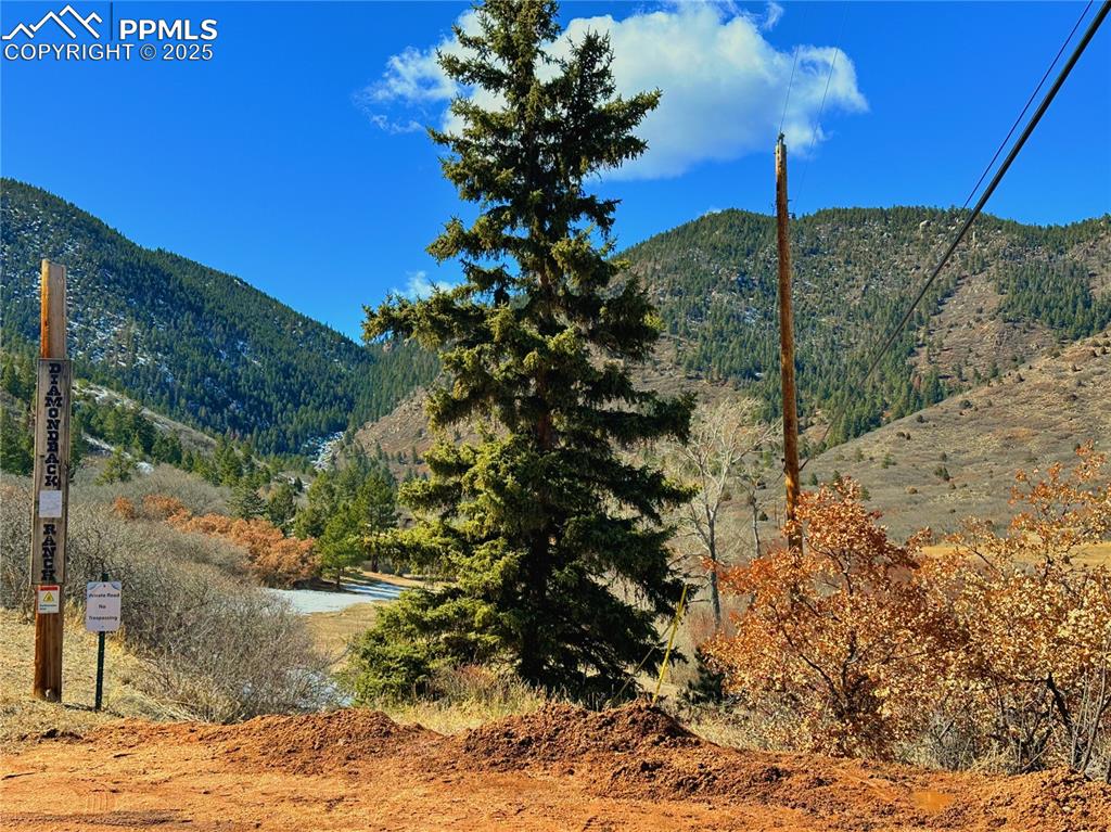4405 Diamondback Drive Colorado Springs, CO 80921 - Photo 16 of 21 a plant that is in front of a tree