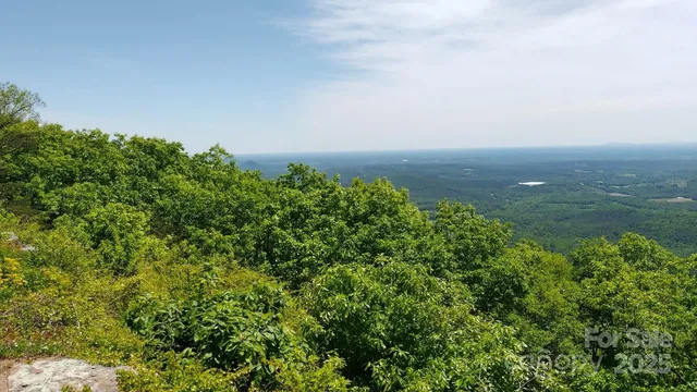 a view of a yard with plants and trees