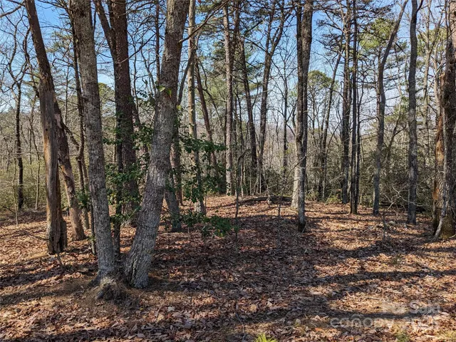 a view of a forest with trees