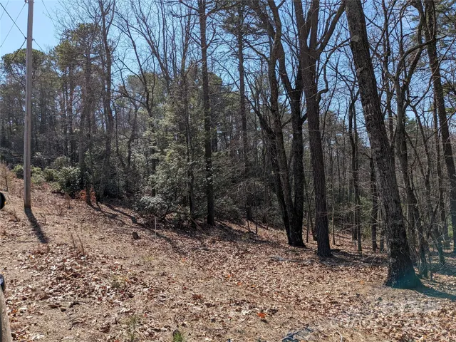 a view of a forest with trees in the background