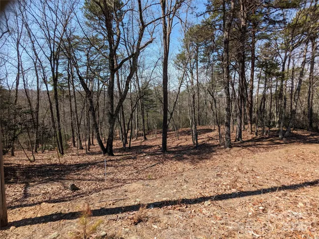 a view of a backyard with large trees