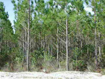 See Addenda, Unit SEEADD Brooksville, FL 34604 - Photo 1 of 1