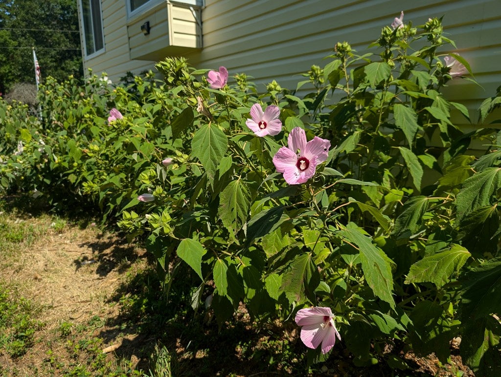 830 Lockett Road Red Oak, VA 23964 - Photo 6 of 74 Gallery Image 6