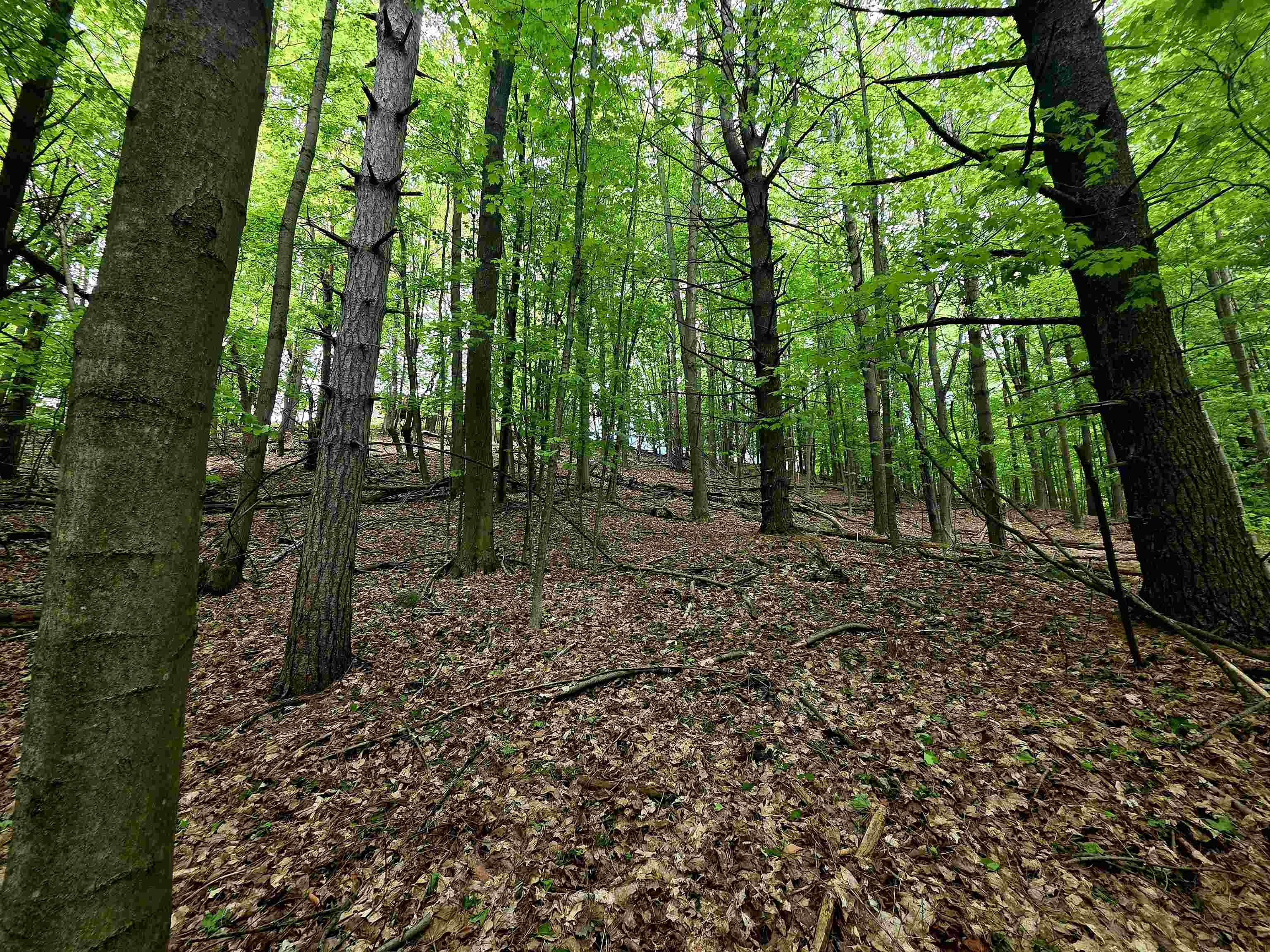 0 Sugarbush Road Kewadin, MI 49648 - Photo 3 of 19