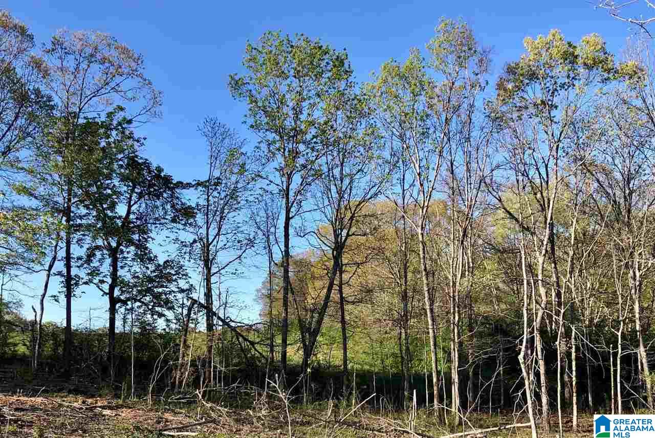 43-acres Wills Farm Road, Unit 43 ACRES Lincoln, AL 35096 - Photo 5 of 19