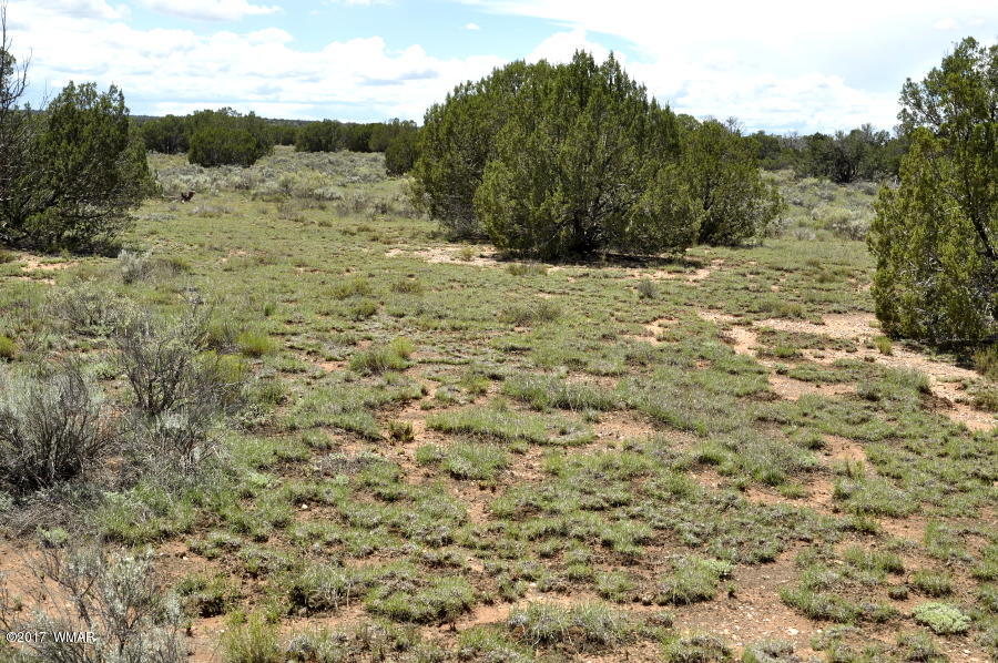 3735 Bum Heel Ranch Road Heber, AZ 85928 - Photo 4 of 11 Gallery Image 4