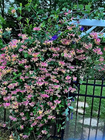 $460,000 | 711 Ashley Wilkes Way, Loganville, GA 30052