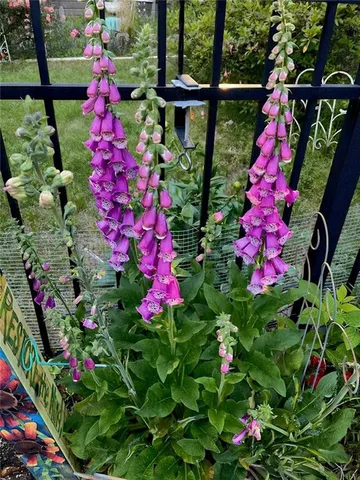 $460,000 | 711 Ashley Wilkes Way, Loganville, GA 30052