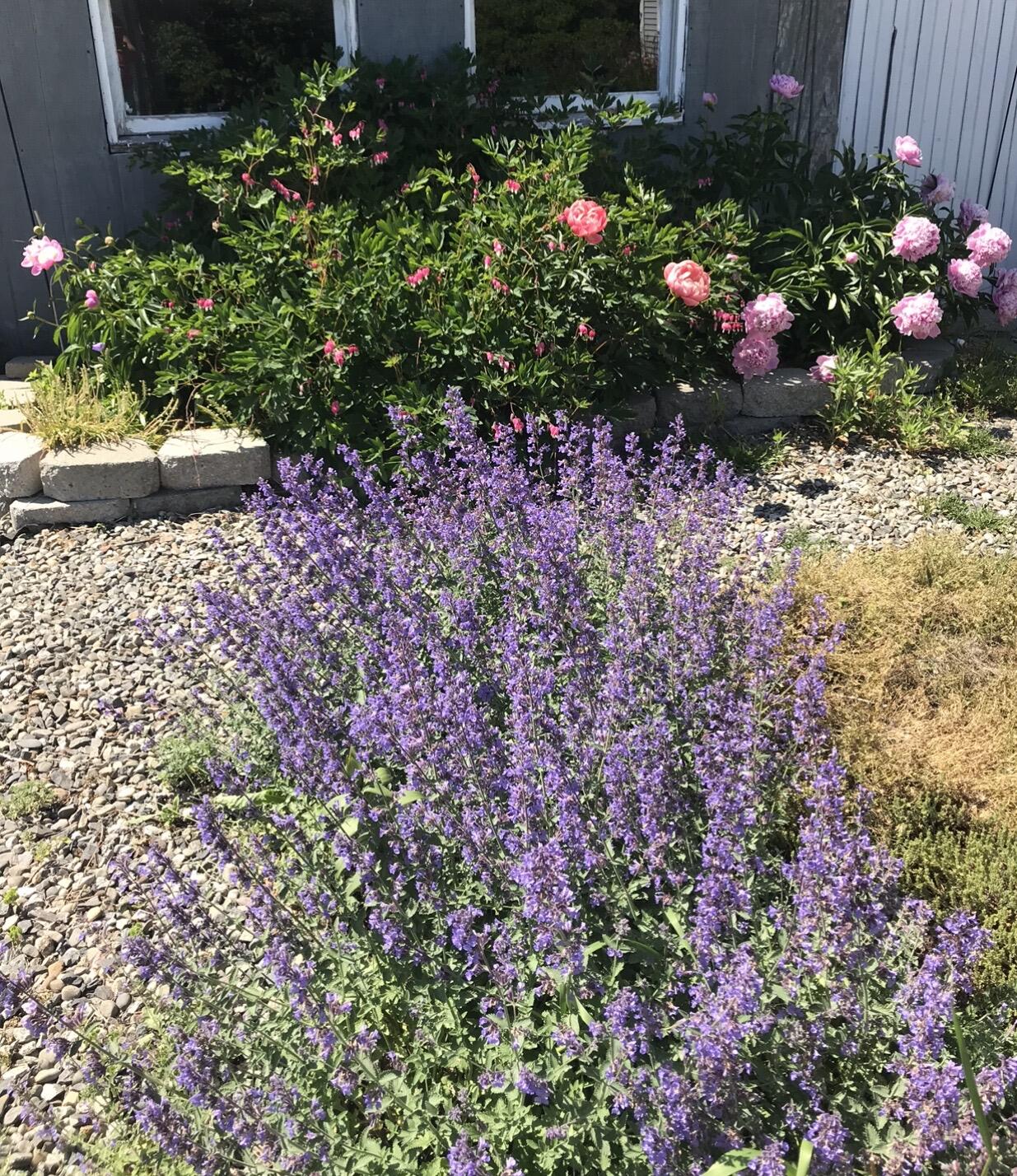 1242 Clinton Avenue Waterville, ME 04901 - Photo 51 of 69 Lovely flowers