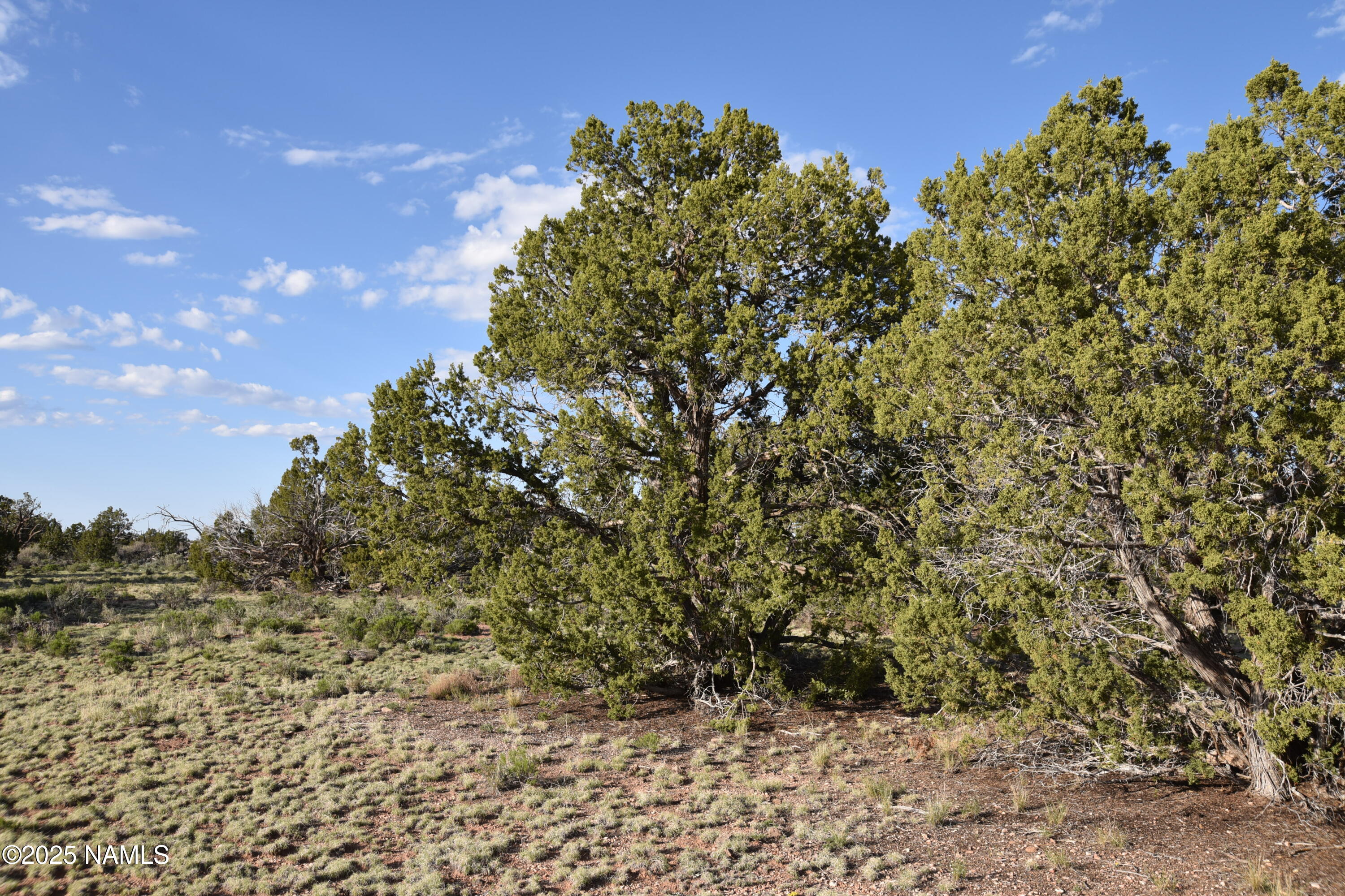 3391 East Indian Meadows Road, Unit 44 Williams, AZ 86046 - Photo 9 of 20 DSC_4262
