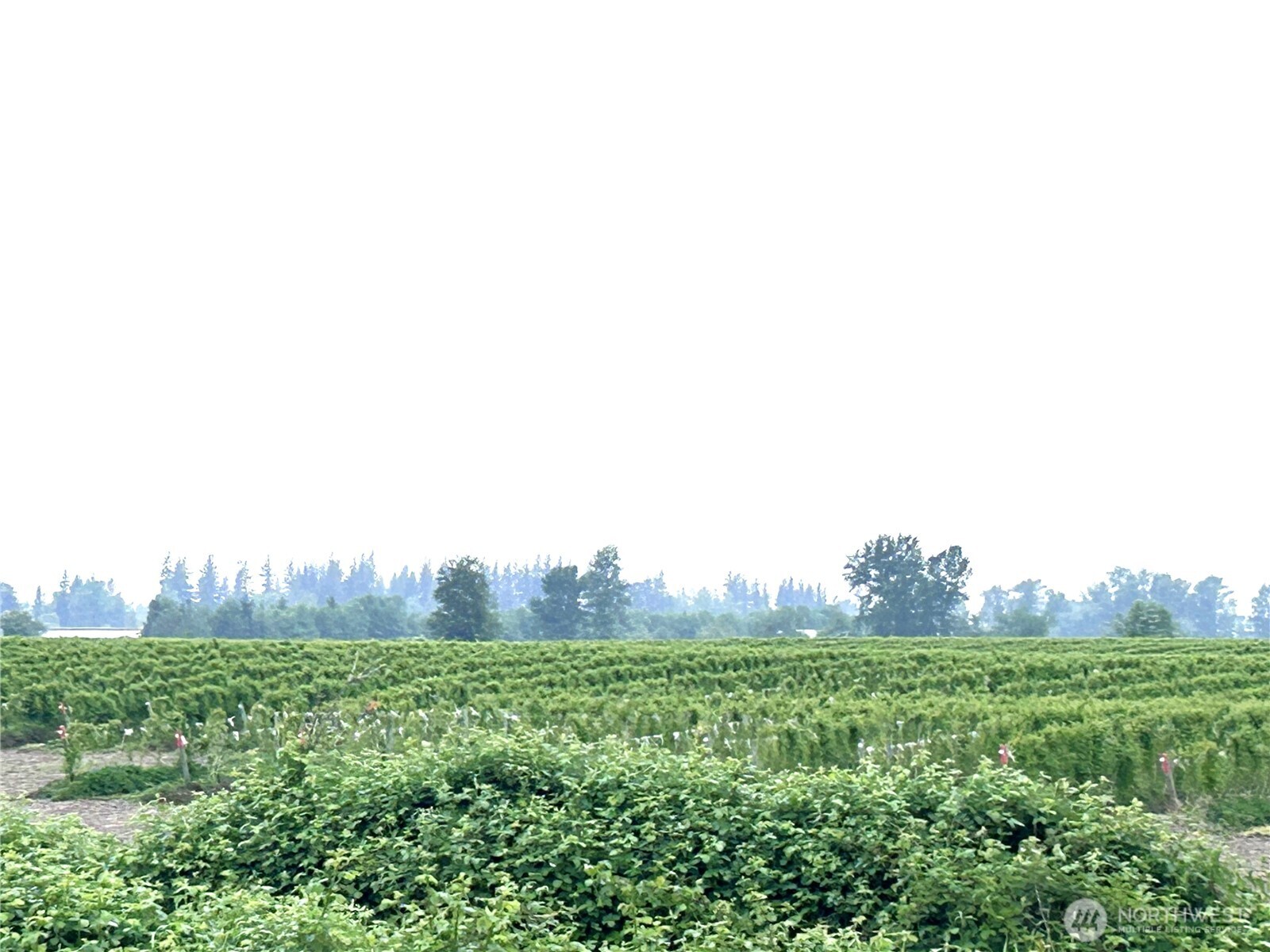 1766 Hampton Road Everson, WA 98247 - Photo 2 of 16 a view of a green field