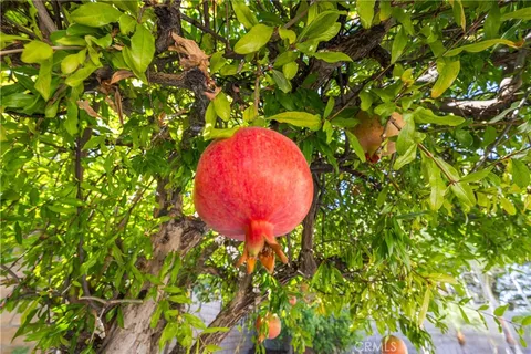 a view of a tree with a plant