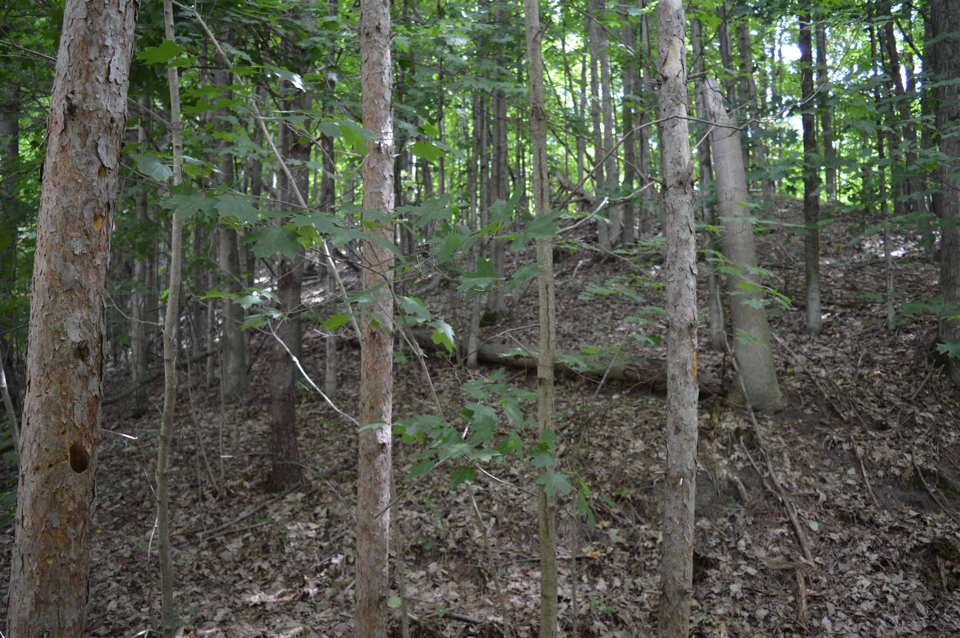 Zimmerman Rd Rapid Rapid City, MI 49676 - Photo 7 of 16