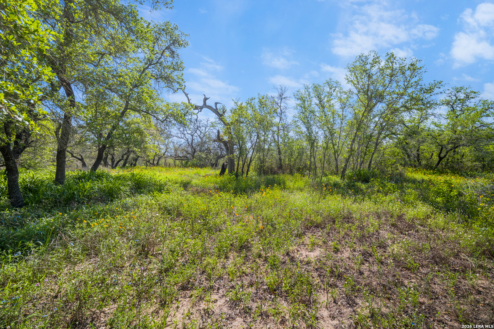 230 P R D65 Poteet, TX 78065 - Photo 8 of 29 a big yard with lots of green space and deers