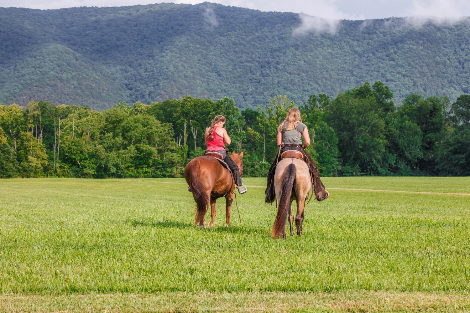 0 41 News Road Eagle Rock, VA 24085 - Photo 6 of 51 a view of yard