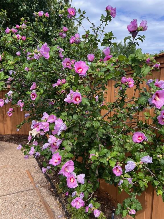 1224 Harvard Lane Allen, TX 75002 - Photo 20 of 26