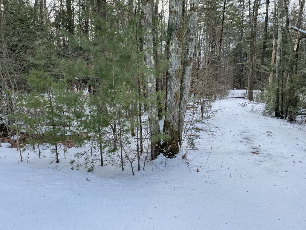 105 Sand Hill Road Shutesbury, MA 01072 - Photo 29 of 30 a view of a forest with trees