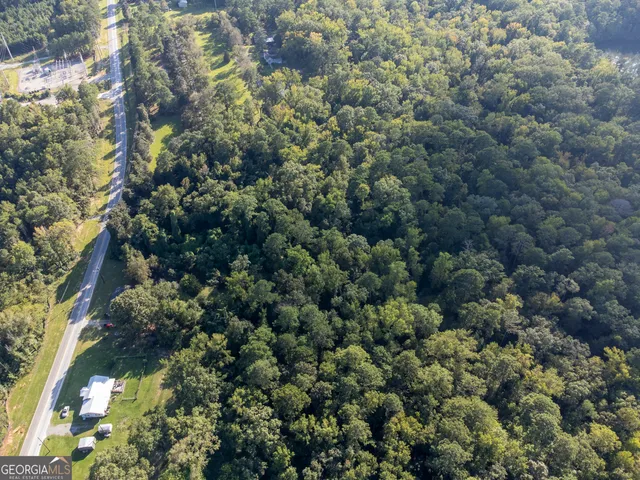 a view of a forest with a tree
