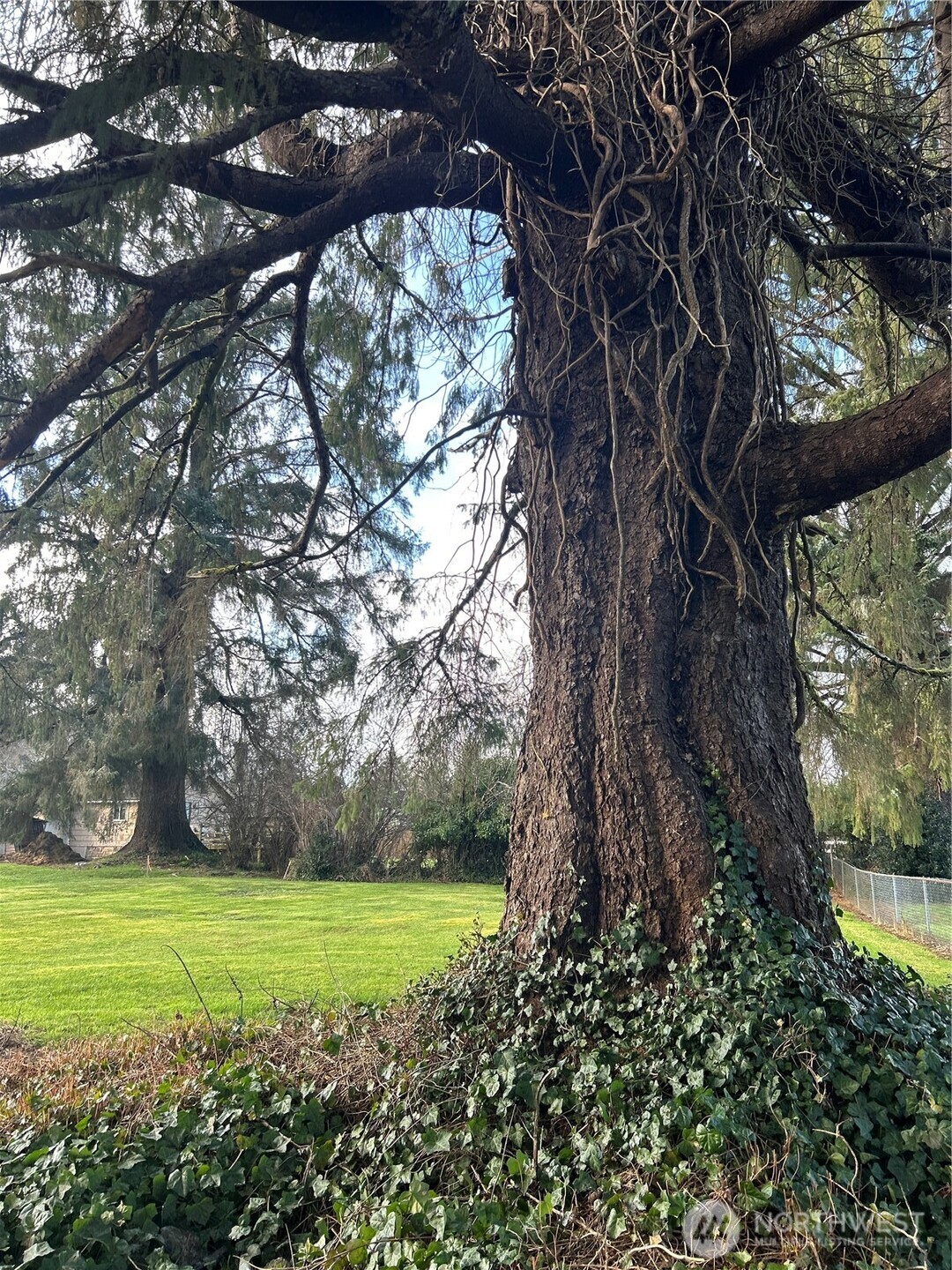 1365 Dolan Street Raymond, WA 98577 - Photo 23 of 24 a view of a trees with a yard