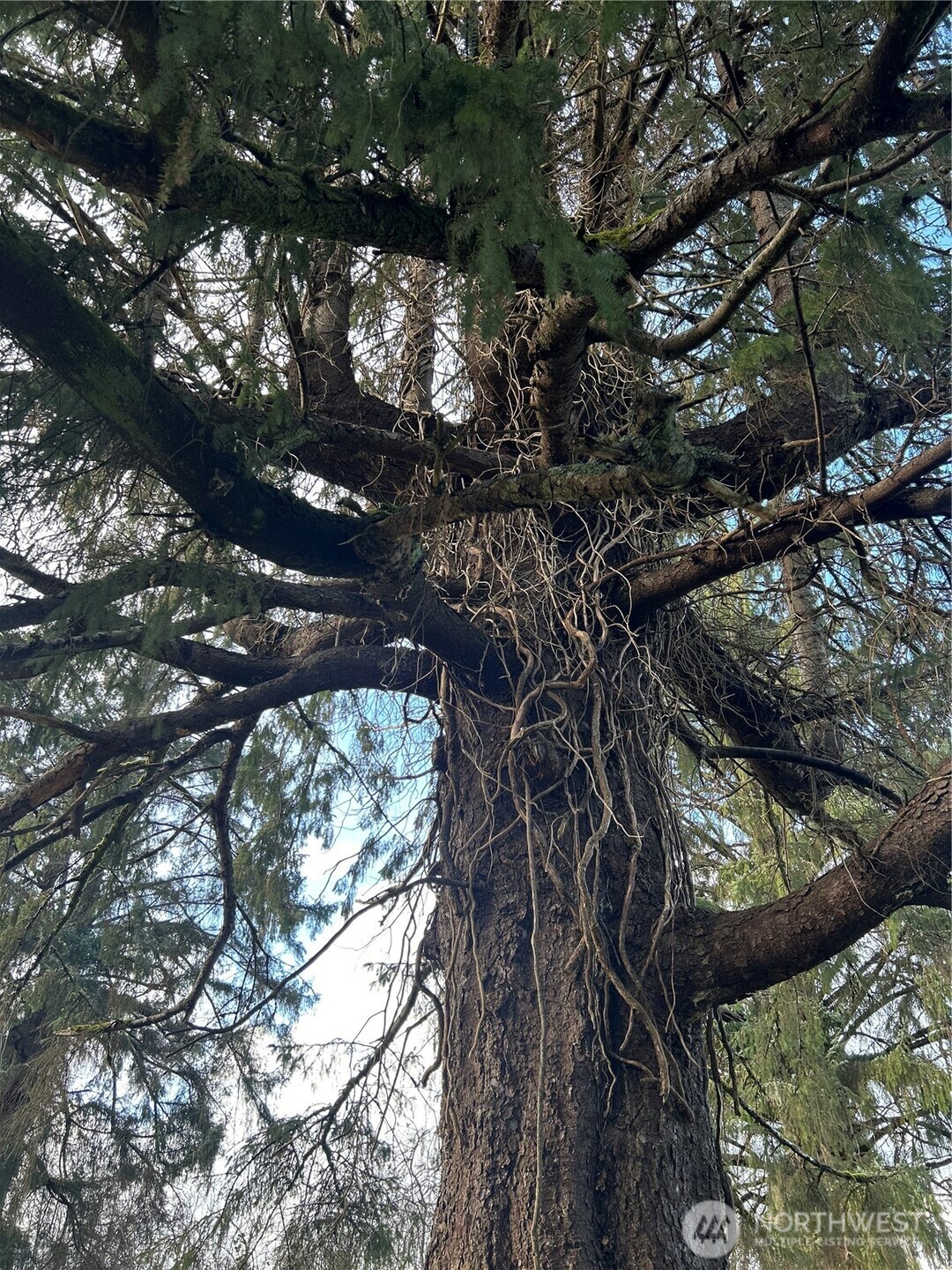 1365 Dolan Street Raymond, WA 98577 - Photo 24 of 24 a backyard of a house