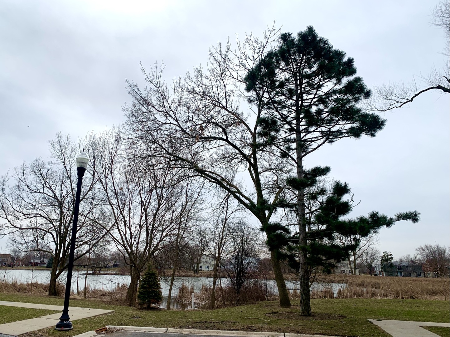 2231 Flower Court, Unit 2231 Schaumburg, IL 60107 - Photo 24 of 24 a tree in a yard with lots of trees