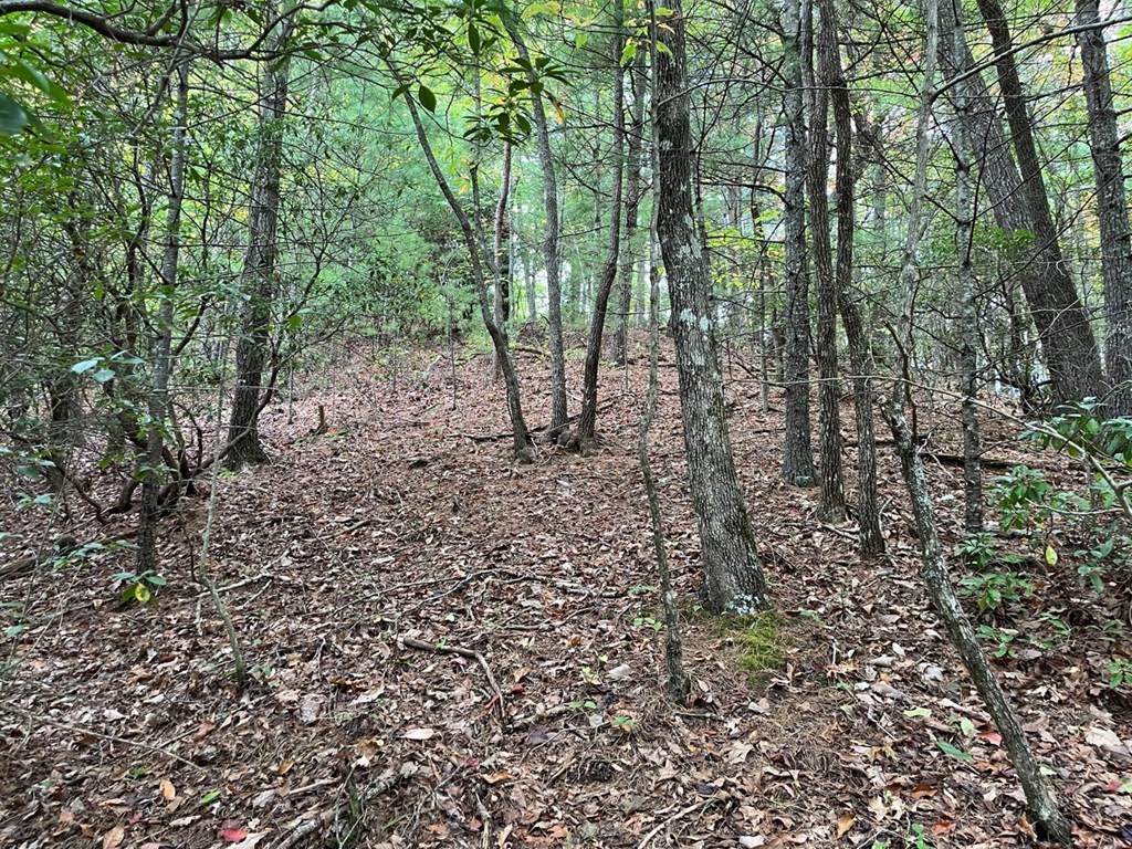 Tbd Burrell Mountain Road Murphy, NC 28906 - Photo 11 of 28