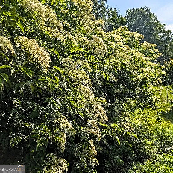 305 Cottonton Road Pittsview, AL 36871 - Photo 22 of 28 a view of a large yard with plants and large trees