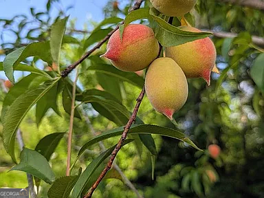 305 Cottonton Road Pittsview, AL 36871 - Photo 24 of 29