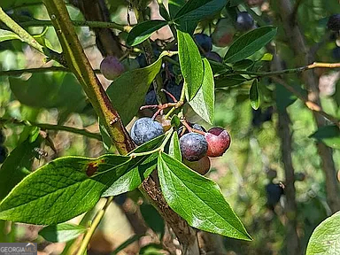 305 Cottonton Road Pittsview, AL 36871 - Photo 25 of 29