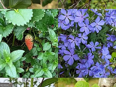 305 Cottonton Road Pittsview, AL 36871 - Photo 26 of 29