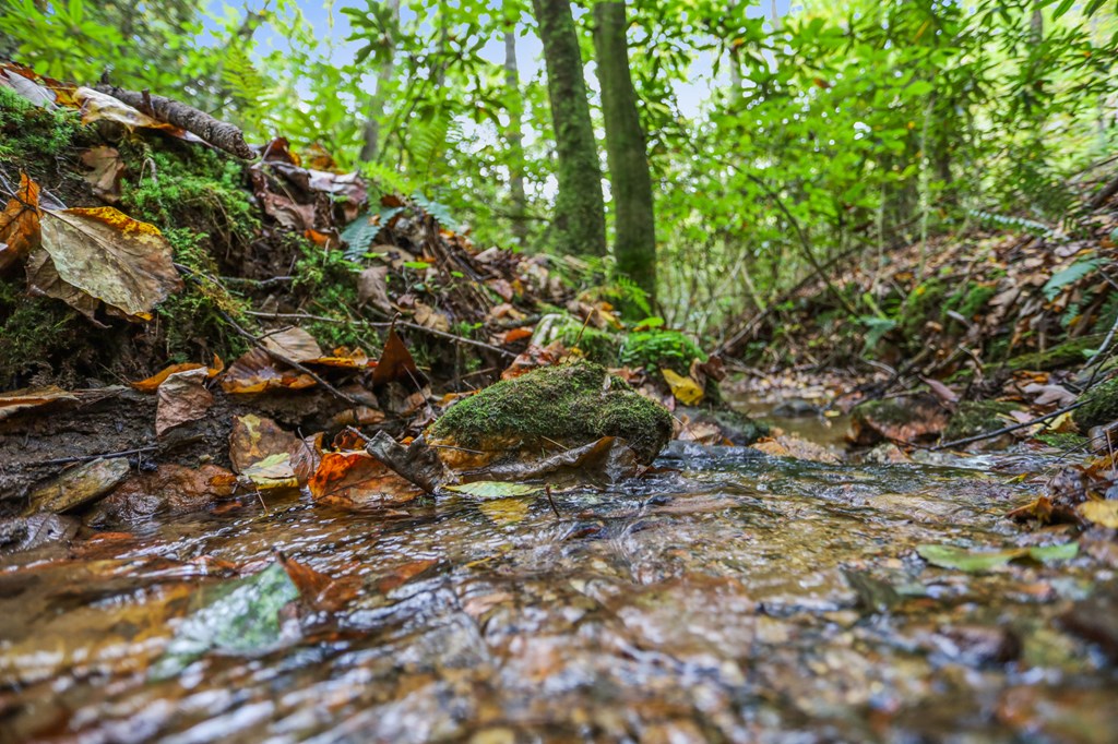 487 Walkabout Creek Road Morganton, GA 30560 - Photo 3 of 27