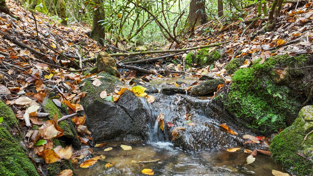 487 Walkabout Creek Road Morganton, GA 30560 - Photo 4 of 27