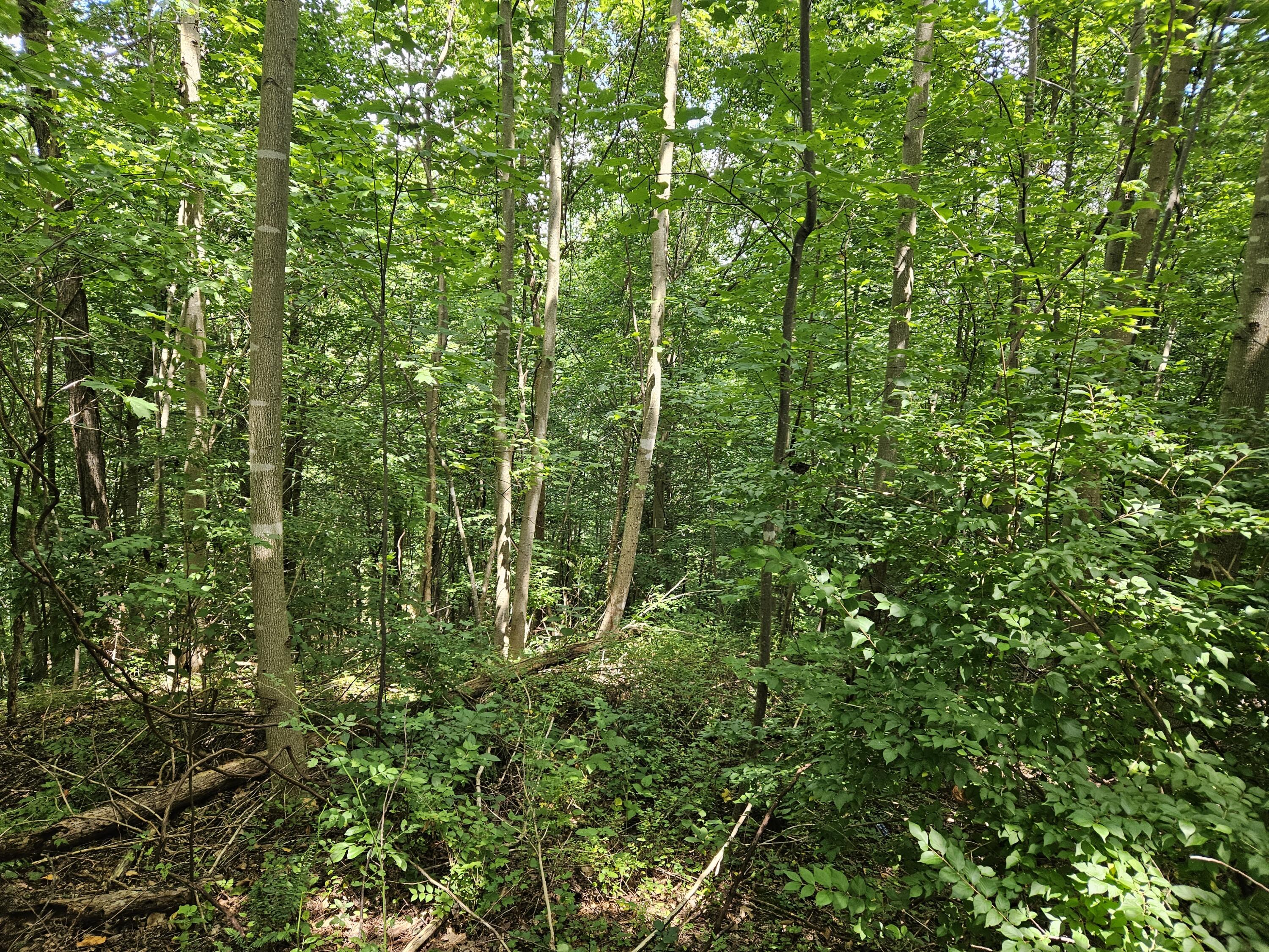 1775 Dry Ridge Road Liberty, KY 42539 - Photo 76 of 83 20250726_132536