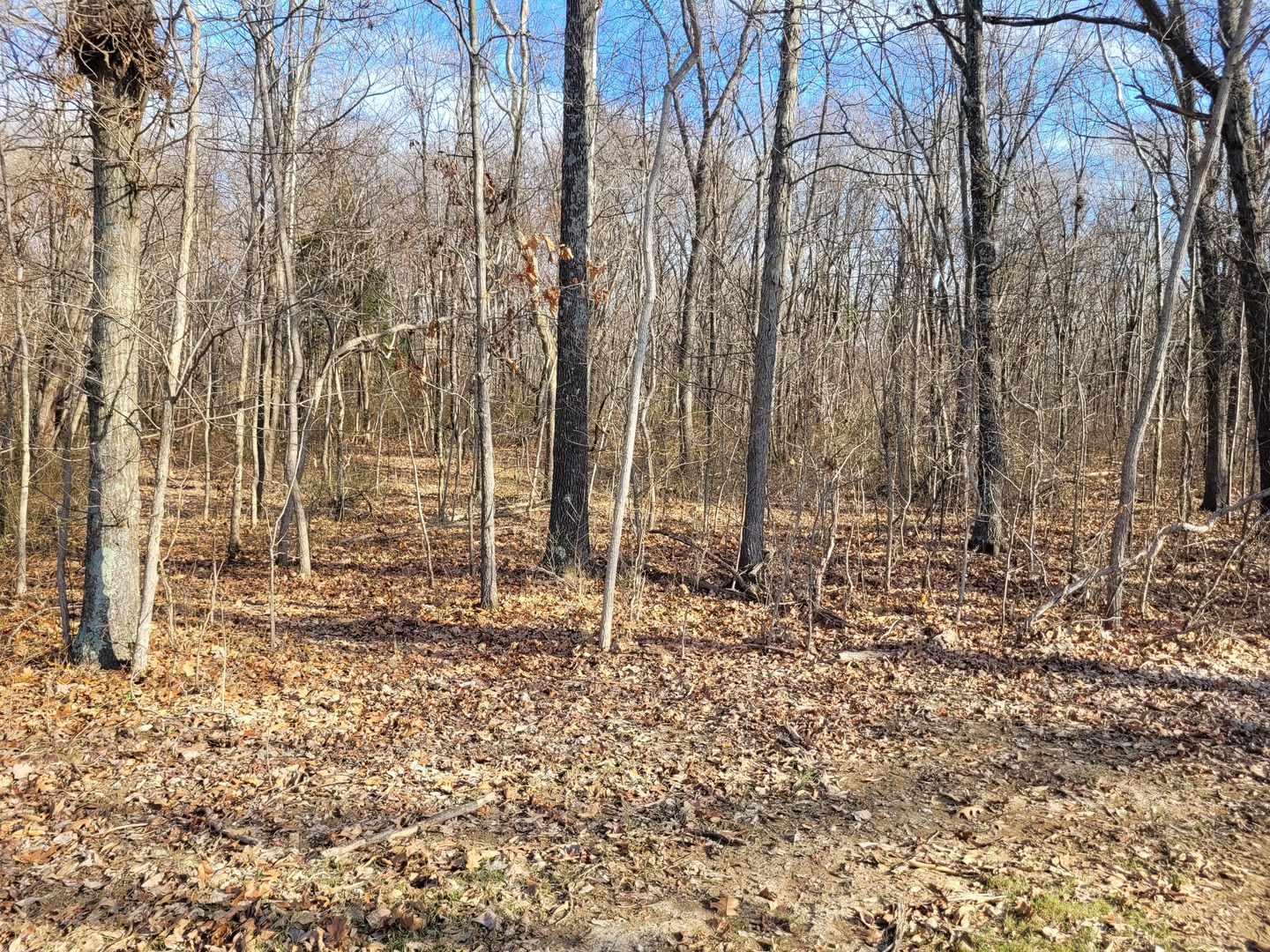 242 Highway 37 Kell, IL 62853 - Photo 2 of 12 a backyard of a house with lots of green space