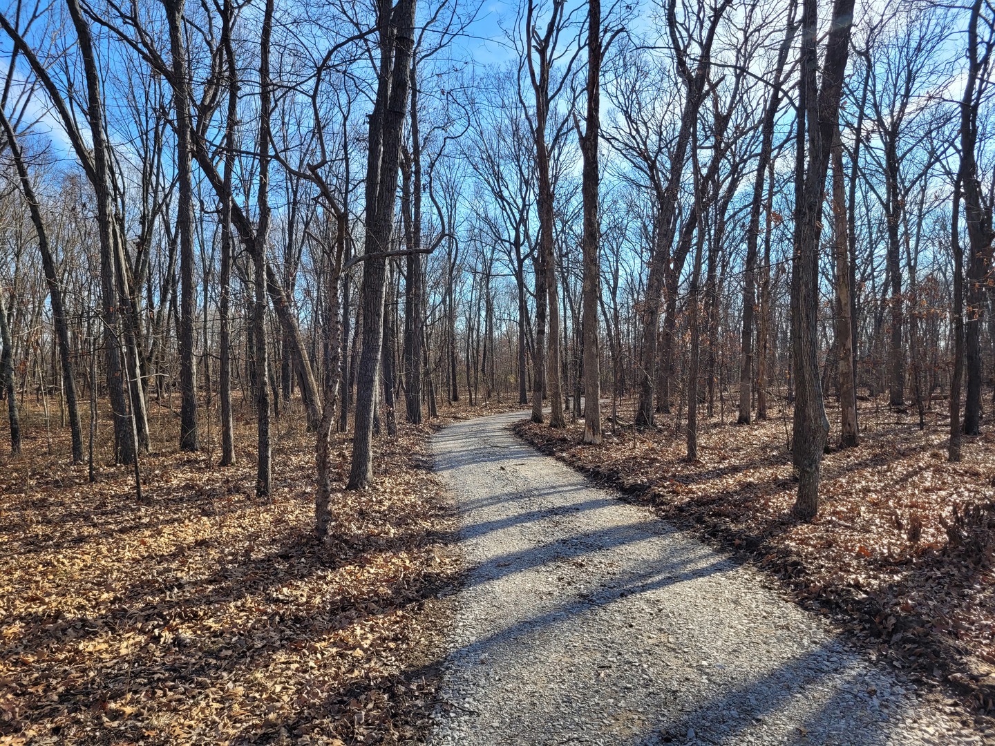 242 Highway 37 Kell, IL 62853 - Photo 3 of 12 a view of a yard with trees
