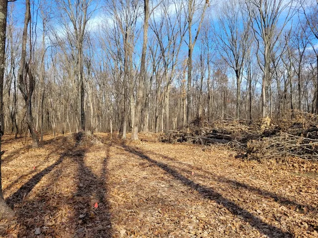 a view of a backyard with trees