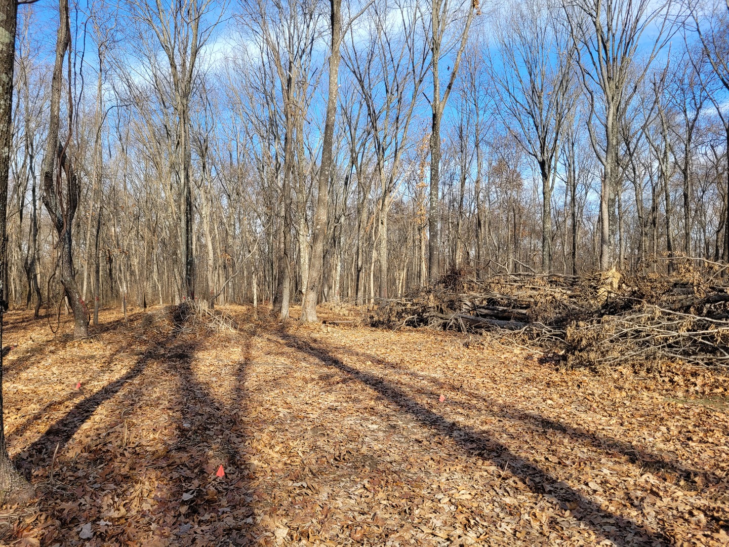 242 Highway 37 Kell, IL 62853 - Photo 6 of 12 a view of a backyard with trees