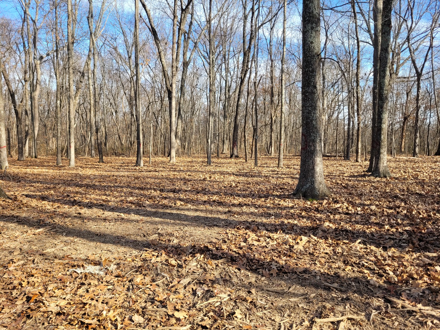 242 Highway 37 Kell, IL 62853 - Photo 8 of 12 a view of a backyard of a house