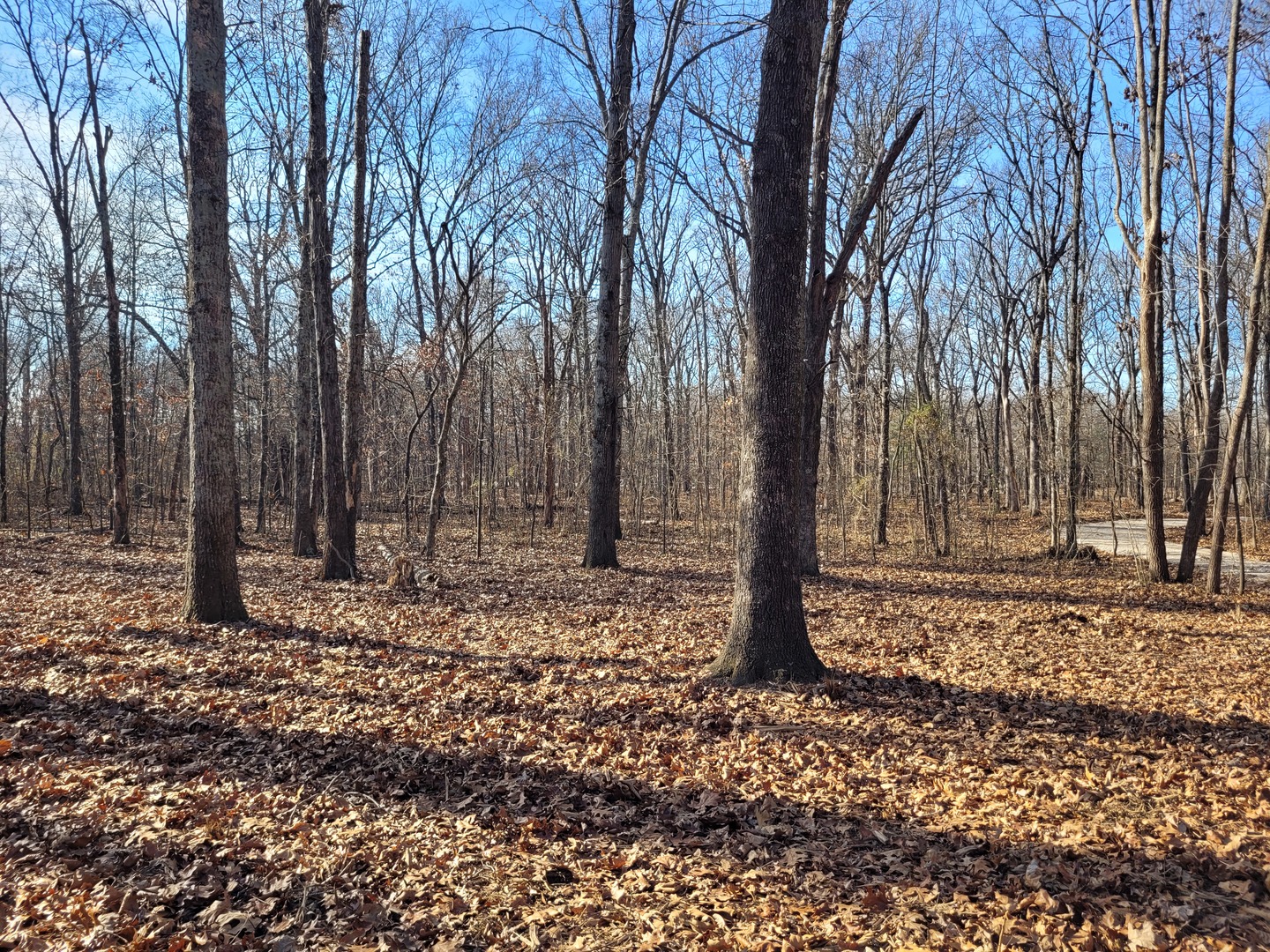 242 Highway 37 Kell, IL 62853 - Photo 9 of 12 a backyard of a house with lots of trees