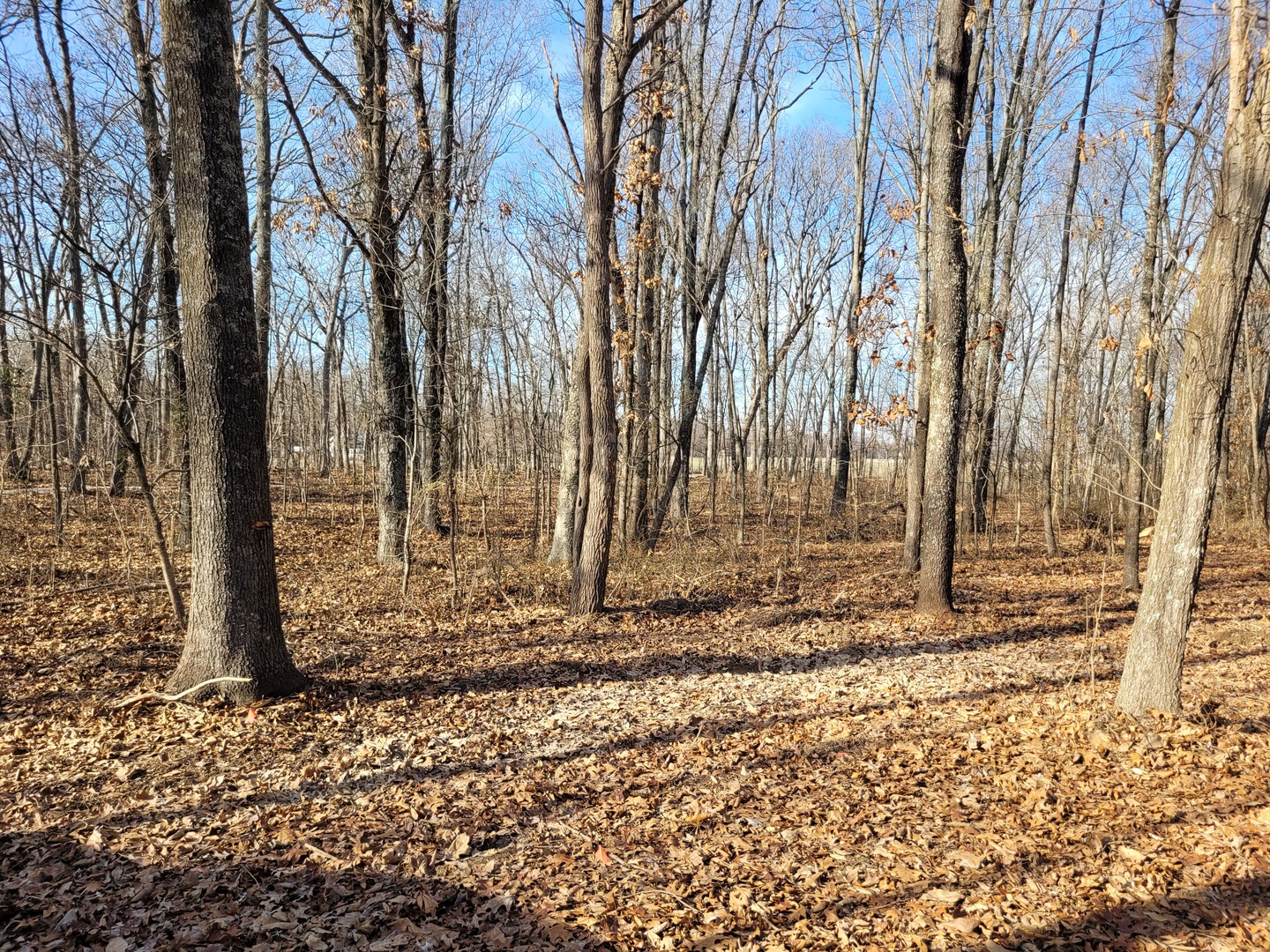 242 Highway 37 Kell, IL 62853 - Photo 10 of 12 a backyard of a house with lots of green space