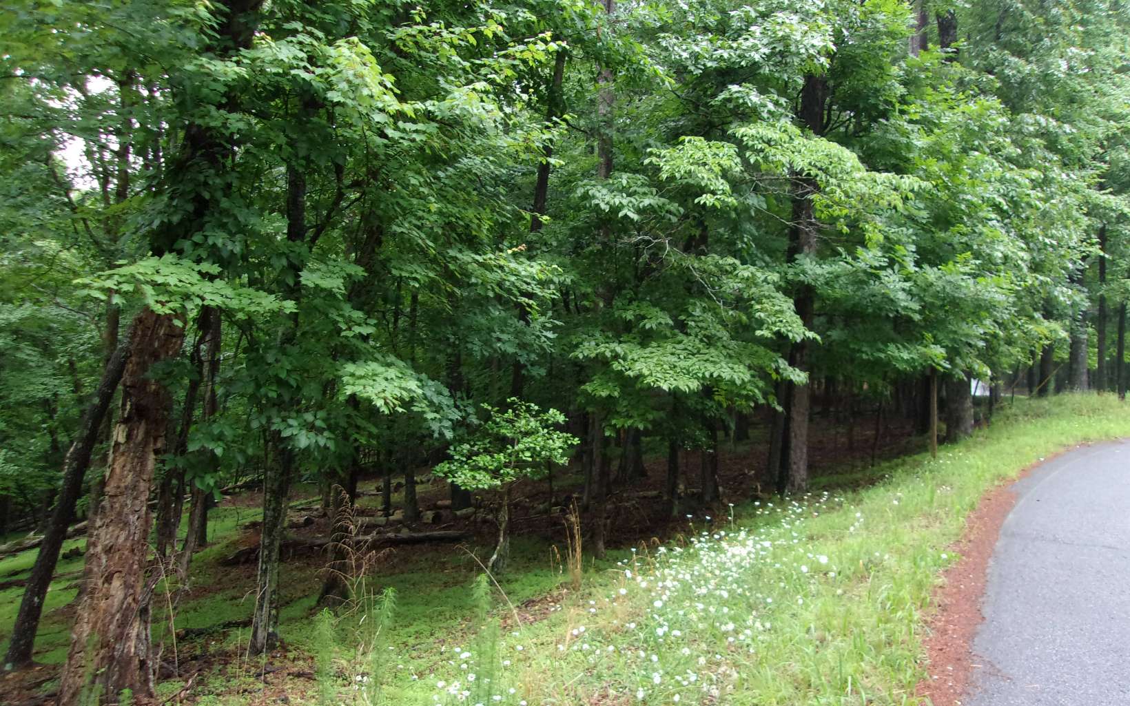 Lt476 Rivoli Court Ellijay, GA 30540 - Photo 1 of 4 Main View